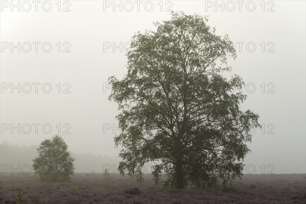 Heathland