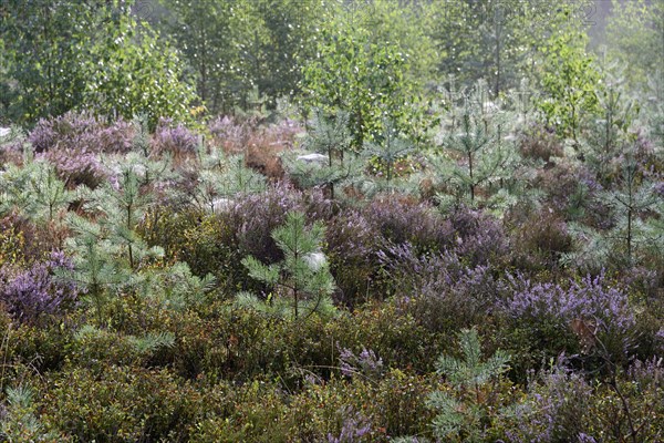 Heathland