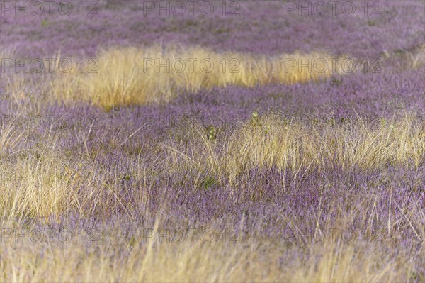 Heathland