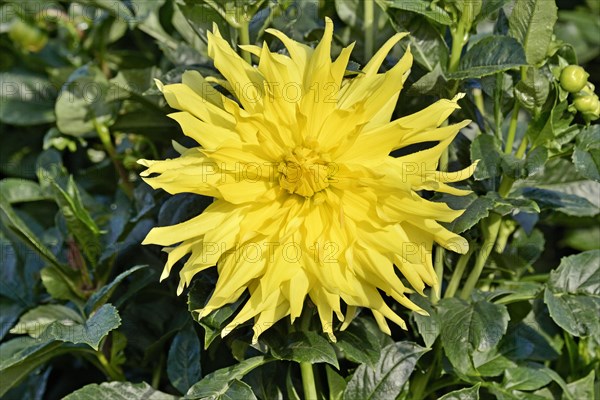 Giant flowering decorative Dahlias (Dahlia)