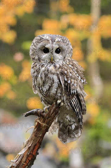 Tawny owl (Strix aluco)