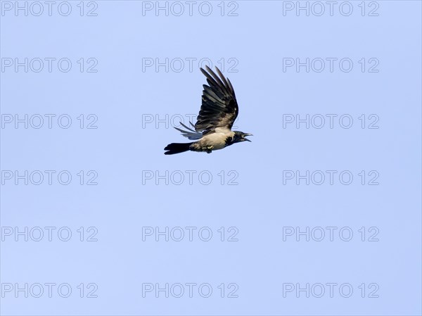 Hooded crow (Corvus cornix)