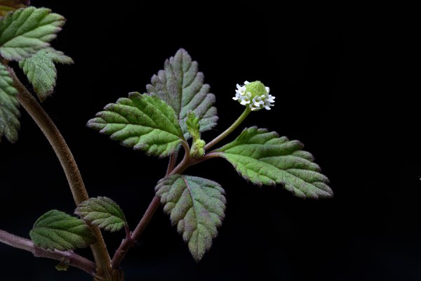 Aztec sweet herb