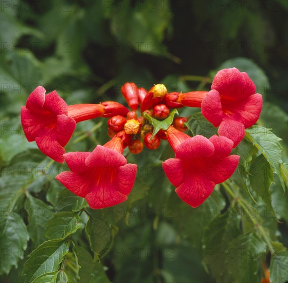 Climbing plant