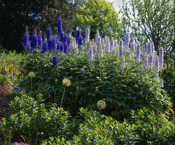 Delphinium (Delphinium hybride)