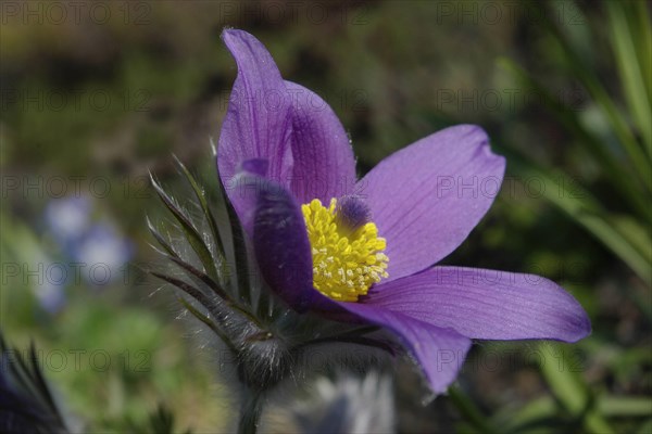 Common pasque flower (Pulsatilla vulgaris) purple