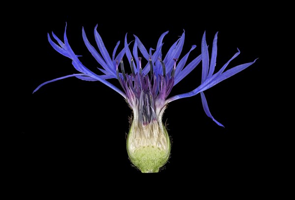 Mountain knapweed (Cyanus montanus)