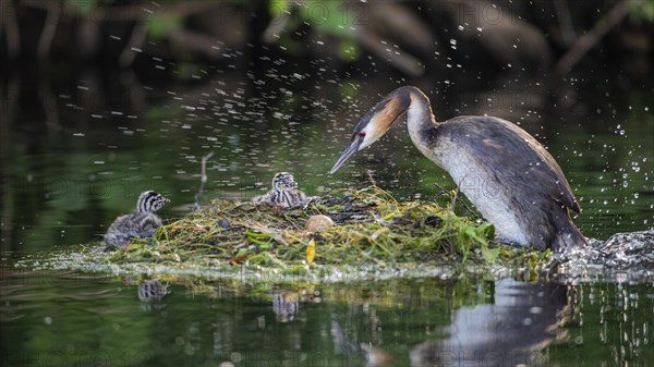 Great crested grebe (Podiceps cristatus) hopping on the nest