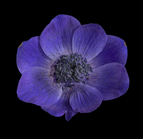 Poppy anemone (Anemone coronaria)