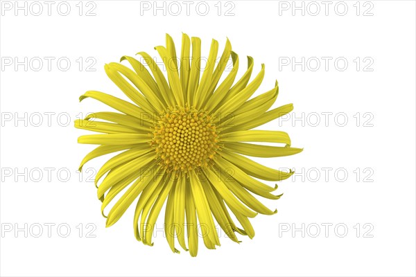 Leopard's Bane (Doronicum orientale)