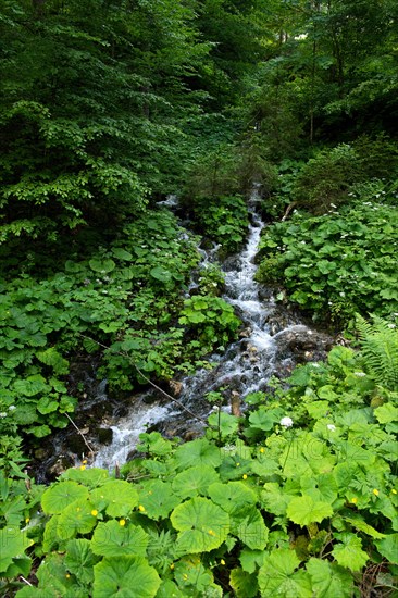 Mountain stream