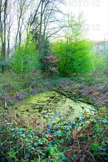 Bomb craters