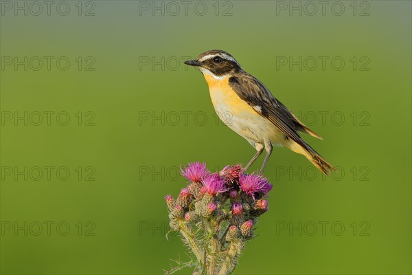 Whinchat (Saxicola rubetra)