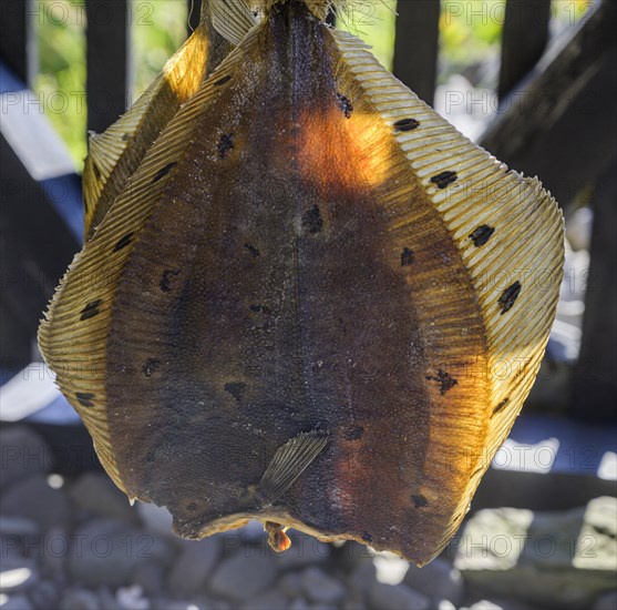 Dried fish