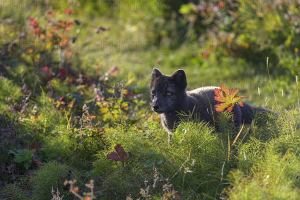 Arctic fox (Vulpes lagopus) or ice fox