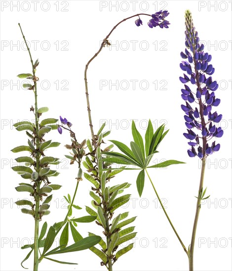 Flowers and seed stand of the Lupin (Lupinus)