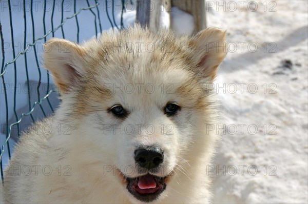 Head of a young sledge dog with thick fur