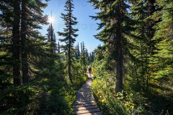 Wooden hiking trail in the forest