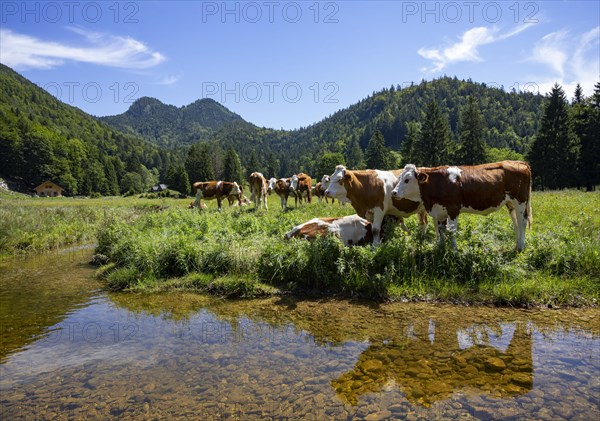 Herd of cows on the mountain pasture at Moosalm near Schwarzensee