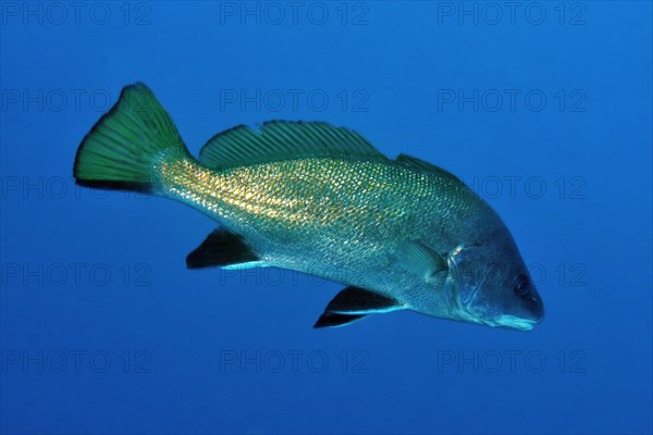 Brown meagre (Sciaena umbra)