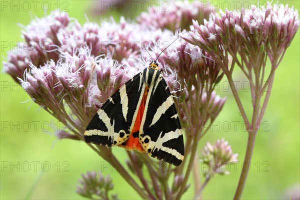 Jersey tiger (Euplagia quadripunctaria) on hemp agrimony (Eupatorium cannabinum)