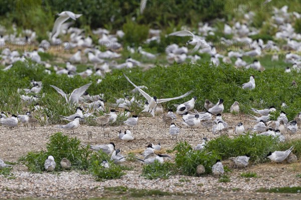 Sandwich Terns (Thalasseus sandvicensis)