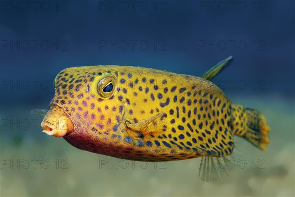 Yellow boxfish (Ostracion cubicus)