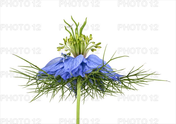 Love in a mist (Nigella damascena)