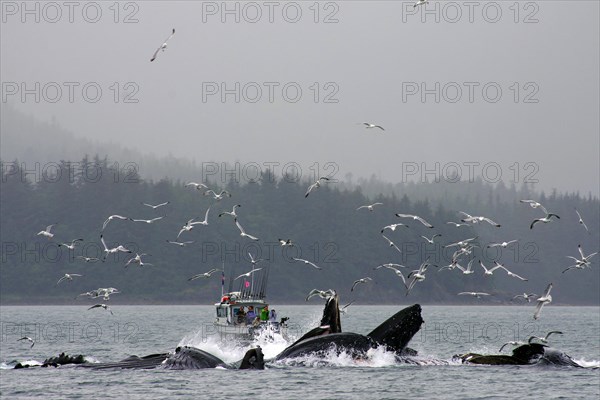 A group of humpback whales in front of a small boat