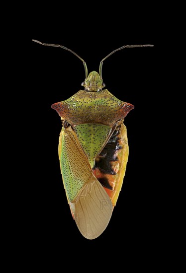 Hawthorn shield bug (Acanthosoma haemorrhoidale)