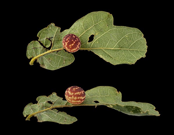 Striped oak gall wasp (Cynips longiventris)