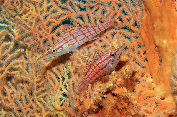 Pair of Long-billed Longnose hawkfish (Oxycirrhites typus) sitting in Hickson's Giant Fan Coral (Subergorgia hicksoni-mollis)