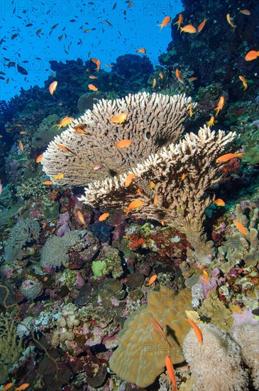 Hyacinth Table Coral (Acropora hyacinthus) in coral reef