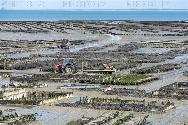 Oyster production in the mudflats