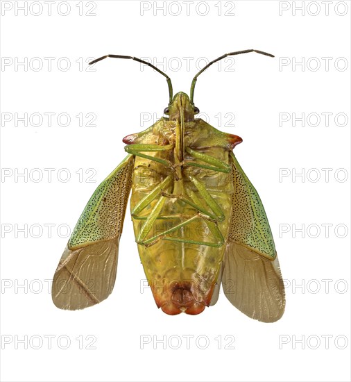 Hawthorn shield bug (Acanthosoma haemorrhoidale)