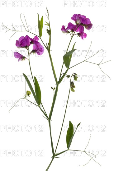 Flowers of a Vetch (Vicia) on a white background