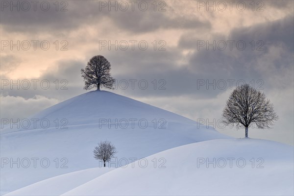 Linden trees in drumlin landscape