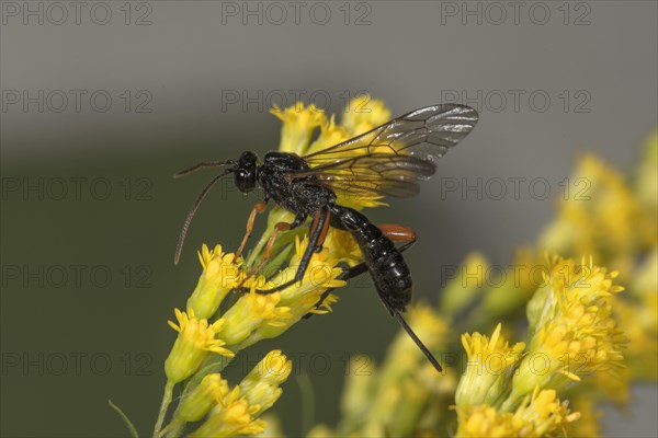 Black slip wasp (Pimpla rufipes) on Canada goldenrod (Solidago canadensis) Baden-Wuerttemberg