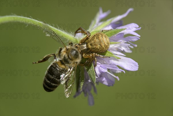 Crabspider (Xysticus cristatus) with captured bee