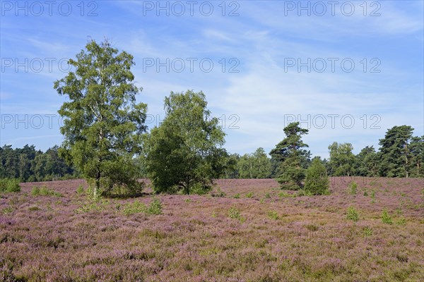 Heathland