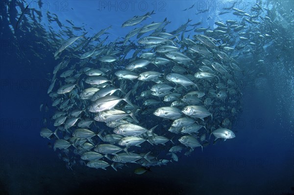 Shoal of Bigeye trevallies (Caranx sexfasciatus) forming a sphere