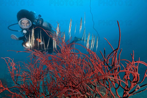 Diver looking at Coral Shrimpfish (Aeoliscus strigatus) in colourful red rope sponge