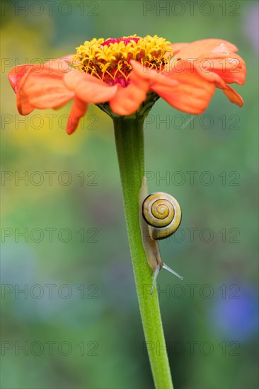 Snail (Cepaea) on stem of Zinnia (Zinnia elegans)