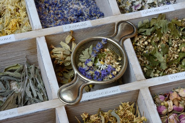 Various dried plants in wooden box with tea strainer