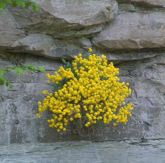 Basket of gold (Alyssum saxatile)