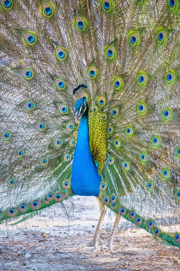 Indian peafowl (Pavo cristatus) beats wheel