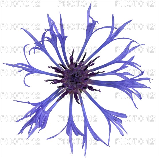 Cornflower (Centaurea cyanus)