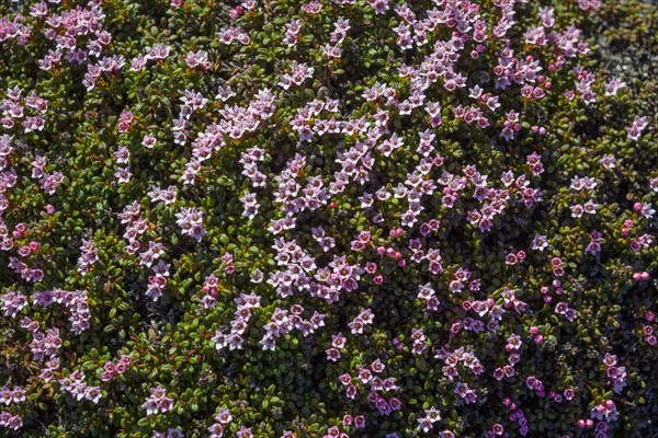 Purple saxifrage (Saxifraga oppositifolia)