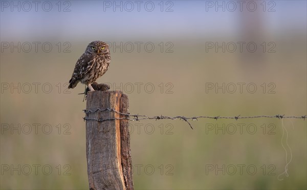 Little owl (Athene noctua)