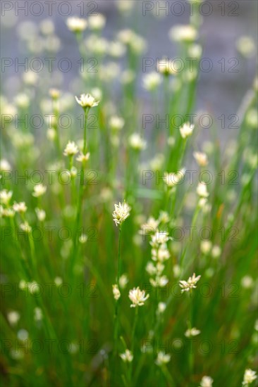 White beak sedge (Rhynchospora alba)